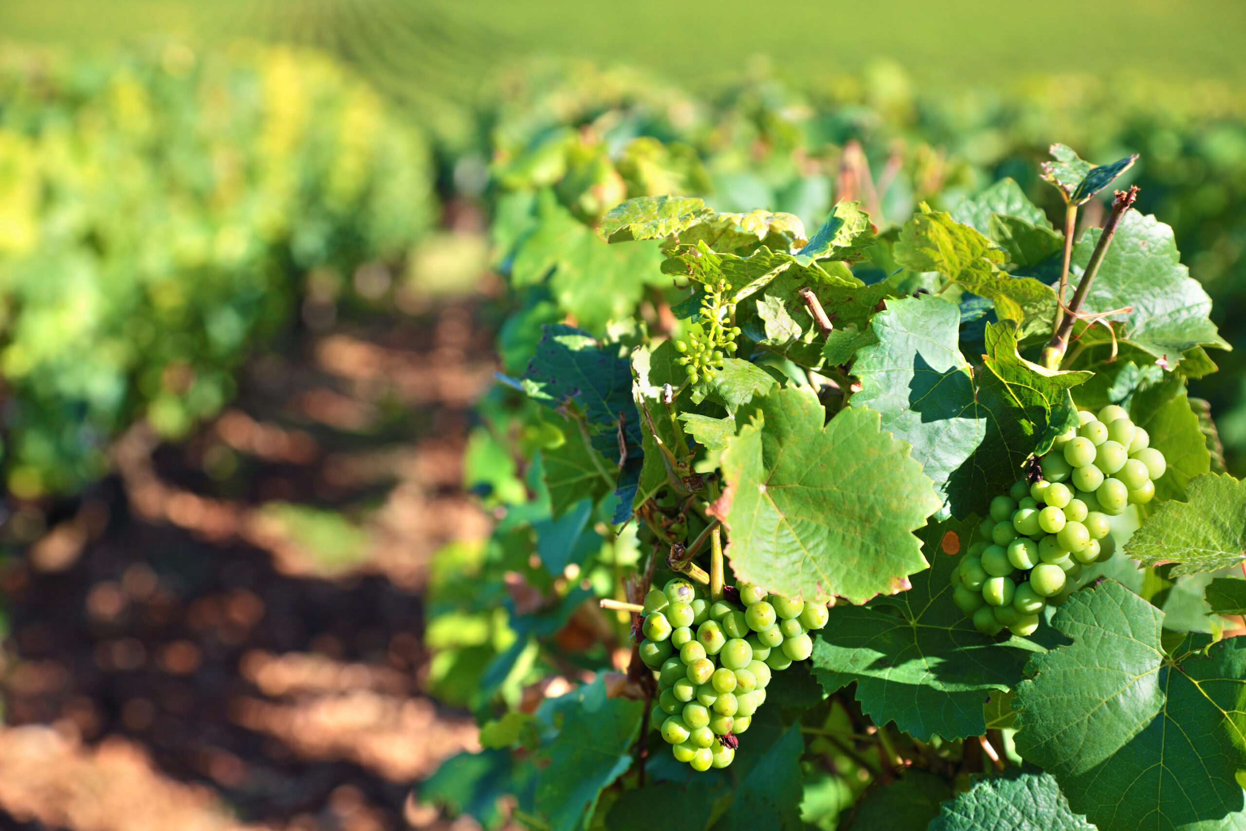 Vignoble de la Loire